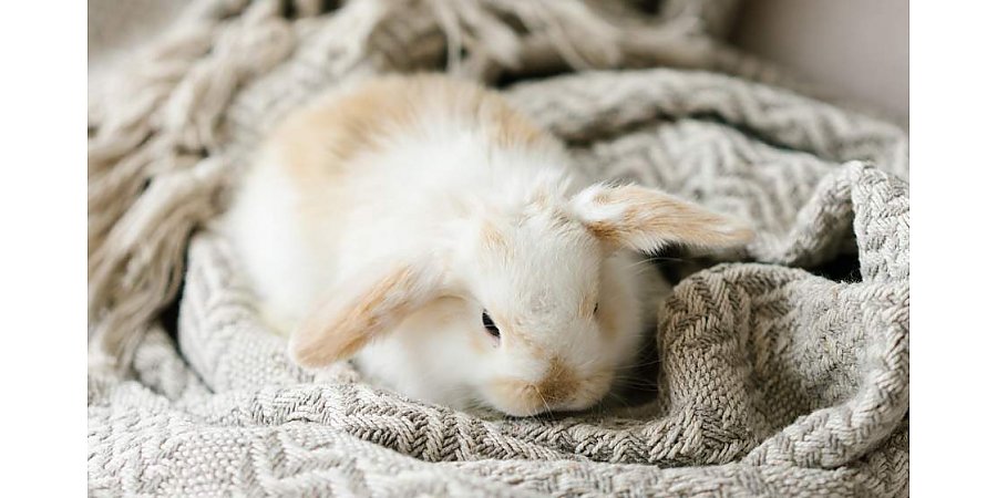 В зоомагазинах Беларуси вырос спрос на кроликов – главный символ 2023 года
