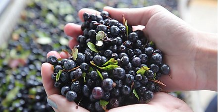 Черничная лихорадка. Сколько можно заработать в сезон на ягодах и грибах, узнали у лидских «бизнесменов»