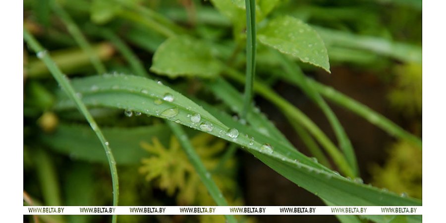 Жара до +32°С, кратковременные дожди и грозы ожидаются сегодня в Беларуси