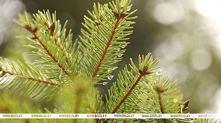 Мокрый снег, дождь будут сегодня в Беларуси