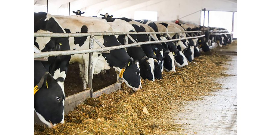Есть 7 тонн! В Гродненской области достигли рекордного показателя по удою молока