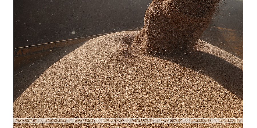 Сторожа хозяйства Вороновского района воровали зерно: суд вынес приговор