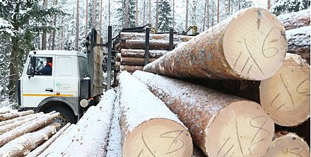 Министр лесного хозяйства: падение цен на древесину не прогнозируется