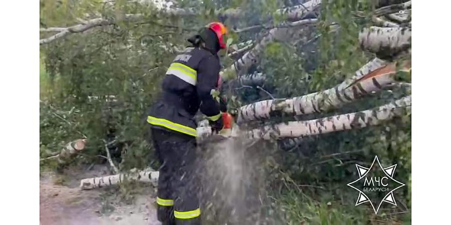 Из-за непогоды в Гродненской области зарегистрировано 18 случаев падения деревьев