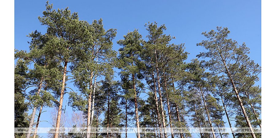Во всех районах Гродненской области ограничено посещение лесов