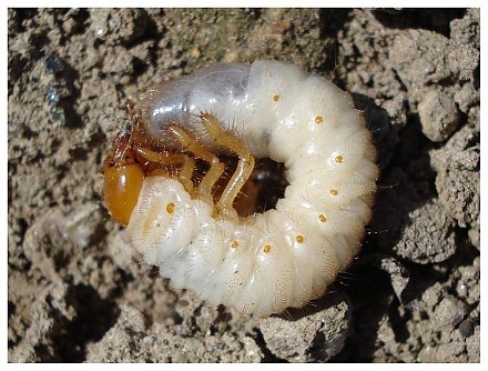 Как защитить огород от невидимого врага: эффективные методы борьбы с личинкой хруща