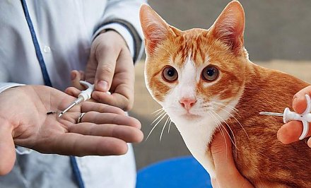 Что предусматривает новый закон по защите животных и стоит ли напрягаться владельцам кошек и собак