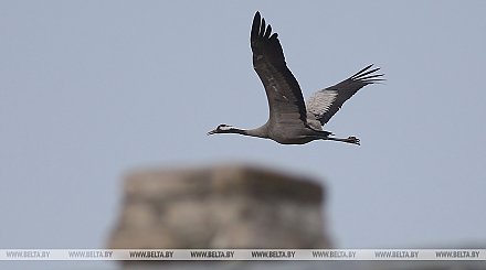 Птицы возвращаются с зимовок. Какие виды уже замечены в Беларуси, рассказали орнитологи