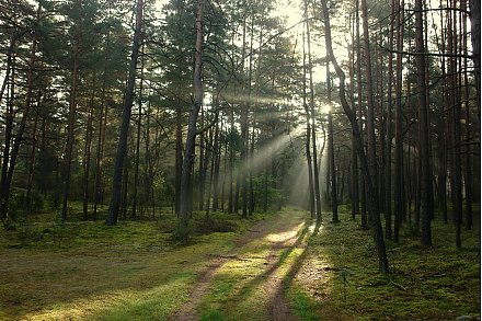 В Вороновском районе введено ограничение на посещение лесов
