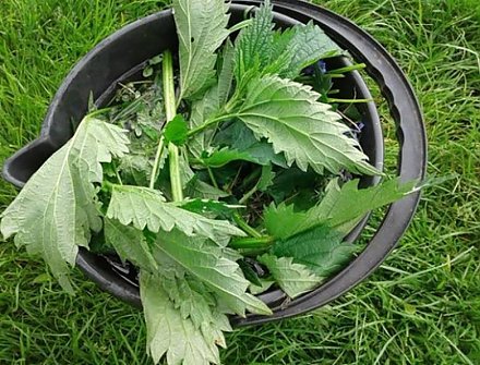 Крапива в огороде: как использовать жгучее растение для удобрения и защиты культур