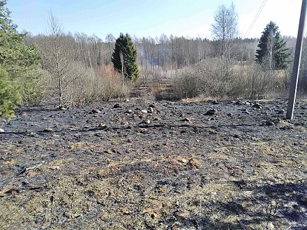 Заискрило и пошло огнем. Загорание сухой растительности произошло из-за падения сосны на линию электропередач