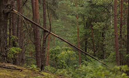 Ограничения на посещение лесов введены в 12 районах Гродненщины