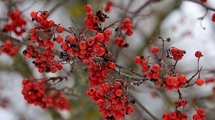 Оранжевый уровень опасности из-за сильного снега объявлен в Беларуси на 20 января