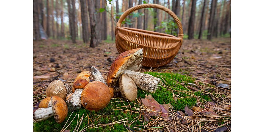 В области зарегистрирован первый случай острого отравления грибами