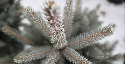 Около 150 елочных базаров начнут работу в Гродненской области 20 декабря