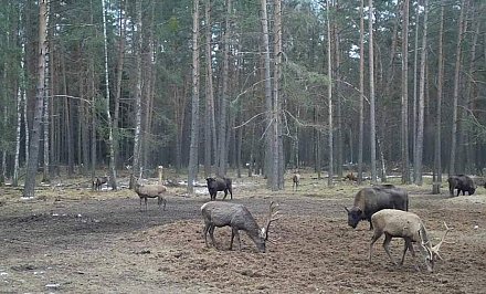 В Беловежской пуще начали проводить зимнюю подкормку животных