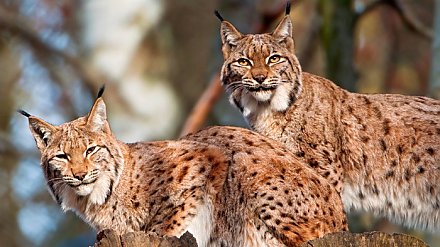 Красную книгу Беларуси дополнили новыми видами животных и растений