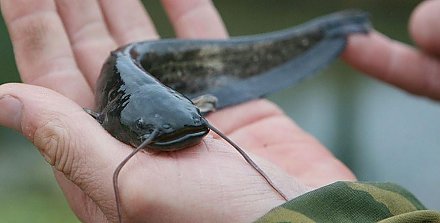 В водоемы Минской и Гродненской областей выпустили более 10 тыс. карпов и сомов
