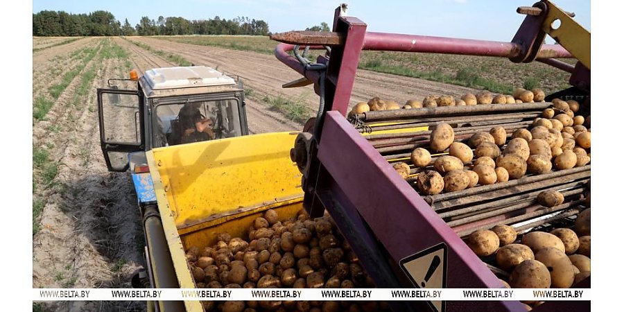 В Беларуси накопано 74 тыс. тонн картофеля