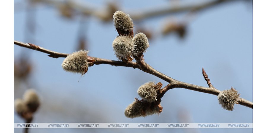 Прогноз позитивный: Рябов о погоде в первую неделю весны