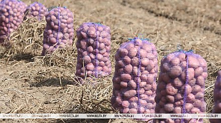 В Беларуси накопано более 500 тыс. тонн картофеля