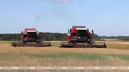 В Беларуси намолочено более 5,8 млн тонн зерна с учетом рапса