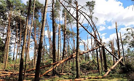 Ликвидация последствий урагана и уборка урожая. Председатель Комитета госконтроля Василий Герасимов изучил ситуацию в Гродненской области