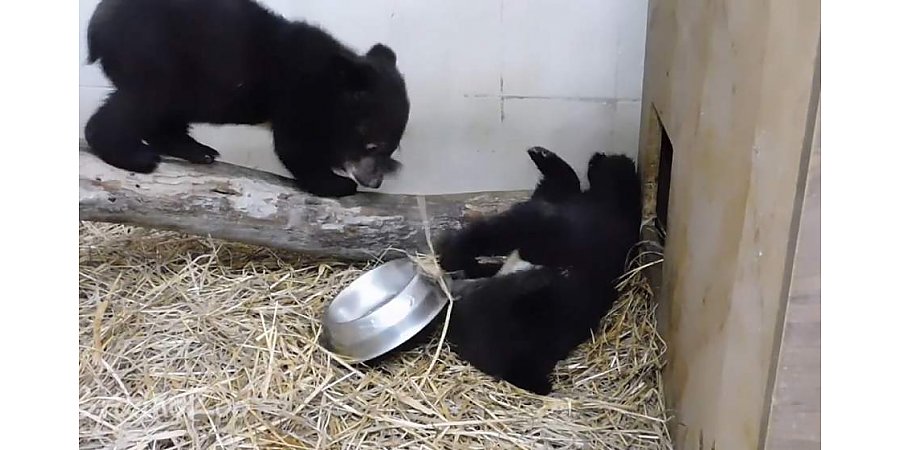 В Гродненском зоопарке незапланированно появились новые «жильцы» – пара гималайских медвежат