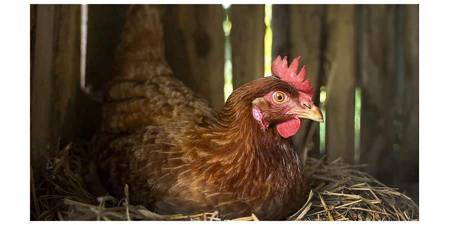 Народные приметы на 8 октября: что можно и нельзя делать в этот день