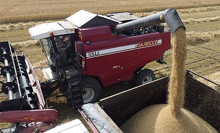 Намолот зерна в Беларуси составил 883 тыс. тонн