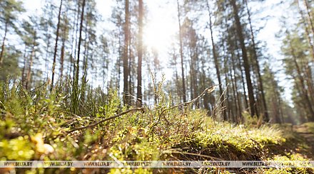 В Беларуси введен режим повышенной готовности системы предупреждения и ликвидации ЧС