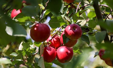 В Беларуси планируют собрать до 190 тысяч тонн фруктов