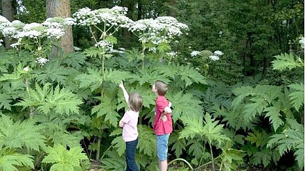 Ядовит и опасен