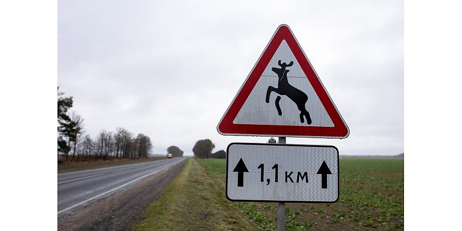 Живое препятствие. На дорогах Беларуси наблюдается рост дорожно-транспортных происшествий с участием диких животных