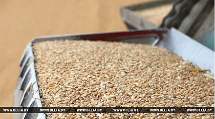 Урожай зерна в Беларуси превысил прошлогодний на 10%