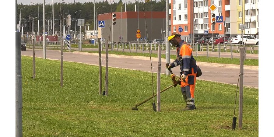 Куда девать скошенную траву? Рекомендации Минприроды