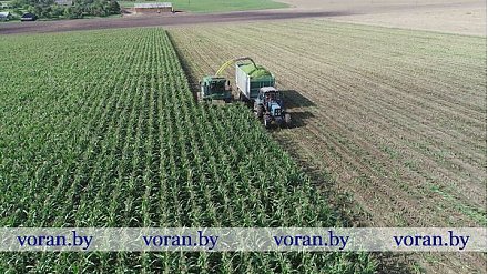 На уборочном конвейере в Больтишках кукуруза, свекла, картофель