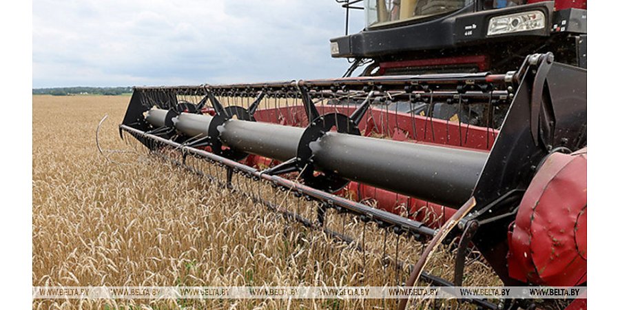 Свыше 10,2 млн тонн зерна с учетом рапса и кукурузы намолотили в Беларуси