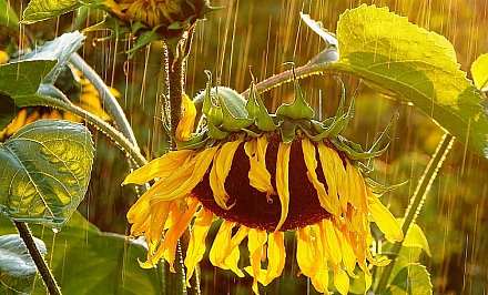 Дожди и грозы разбавят 30-градусную жару в Беларуси 17 июня