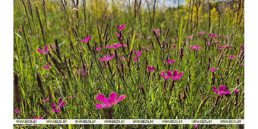 До +30°С и преимущественно без осадков будет в Беларуси 2 июля