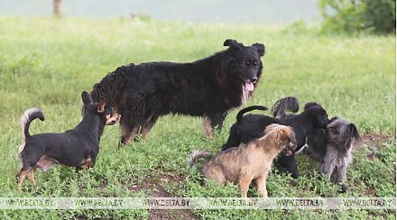 Законодательство по вопросам обращения с животными планируется урегулировать