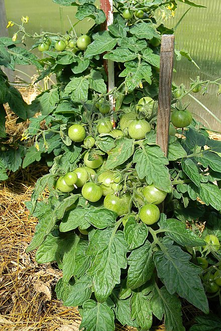 Что нужно знать о томатах, чтобы не прослыть невеждой и не жаловаться на урожай