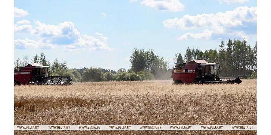 Аграрии Беларуси приближаются к 7 млн тонн зерна