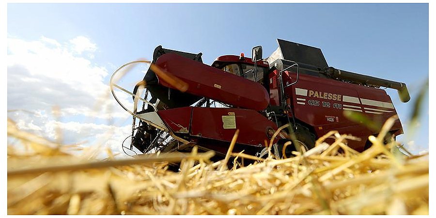 Зерновые и зернобобовые в Беларуси убраны на 87% площади