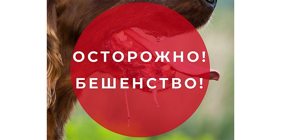 Бешенство — смертельная опасное заболевание. В 2025 году в Вороновскую ЦРБ по поводу укусов животных обратились несколько десятков человек