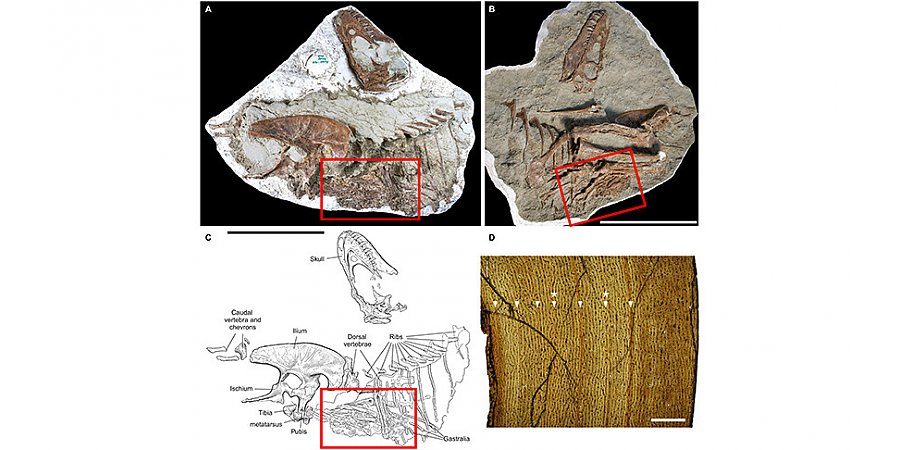 В Канаде ученые нашли останки тираннозавра с двумя детенышами птицеподобных динозавров в желудке