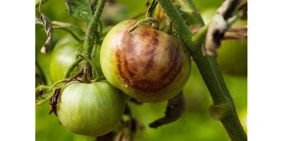 Как бороться с фитофторозом народными методами