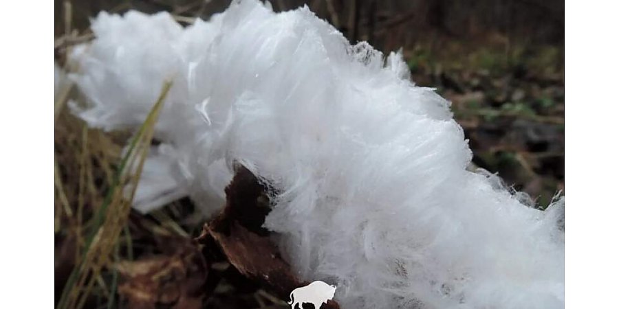 Необычное природное явление обнаружили в Беловежской пуще