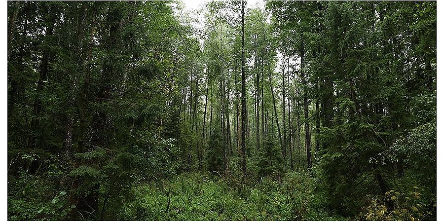 В 12 районах Гродненской области действуют запреты и ограничения на посещение лесов
