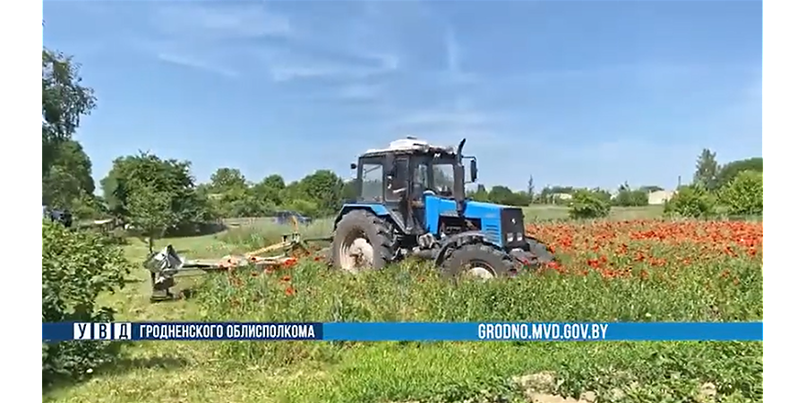Операция "Мак": почти 100 тонн наркосодержащих растений уничтожено в Гродненской области